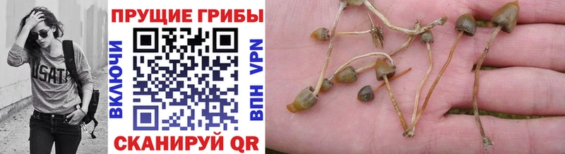 Псилоцибиновые грибы Psilocybe  Лысково 